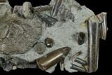 Fossil Belemnites (Paxillosus) with Vertebra - Germany #133277-1